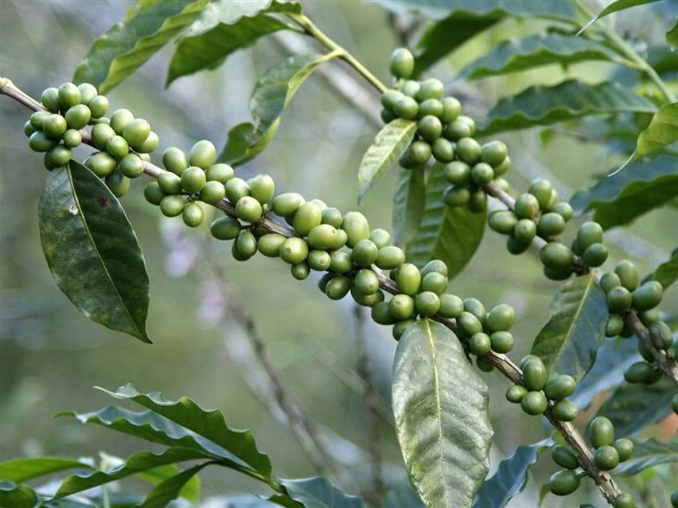 Ácido Clorogênico e Cafeína: Os Segredos do Café Verde para o Metabolismo