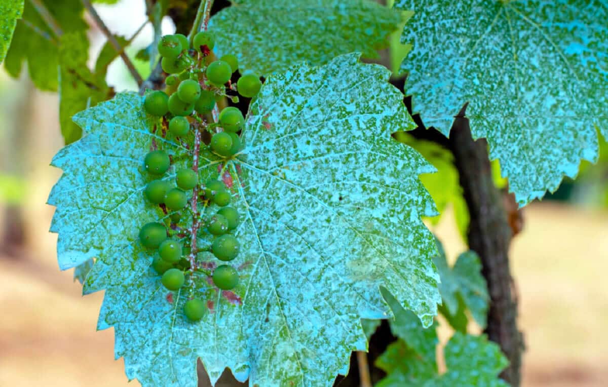 Guia Completo: Como Preparar Calda Bordalesa em Casa