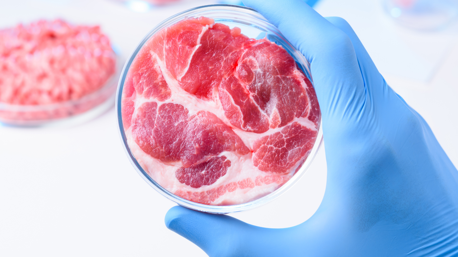 carne cultivada em laboratório
