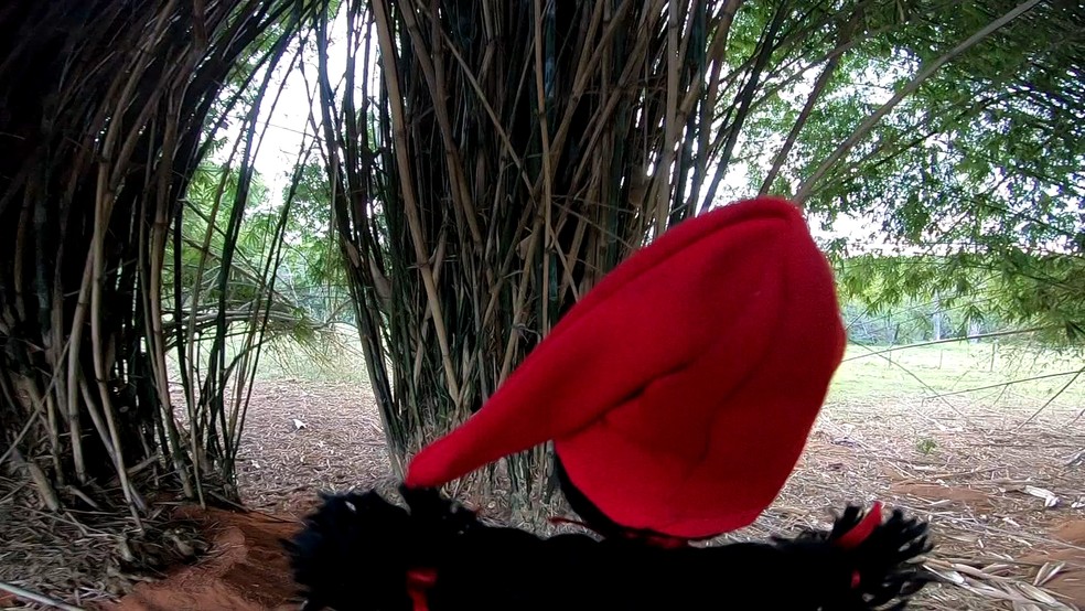 causos e lendas do campo