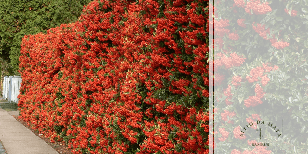 cerca viva qual a melhor planta