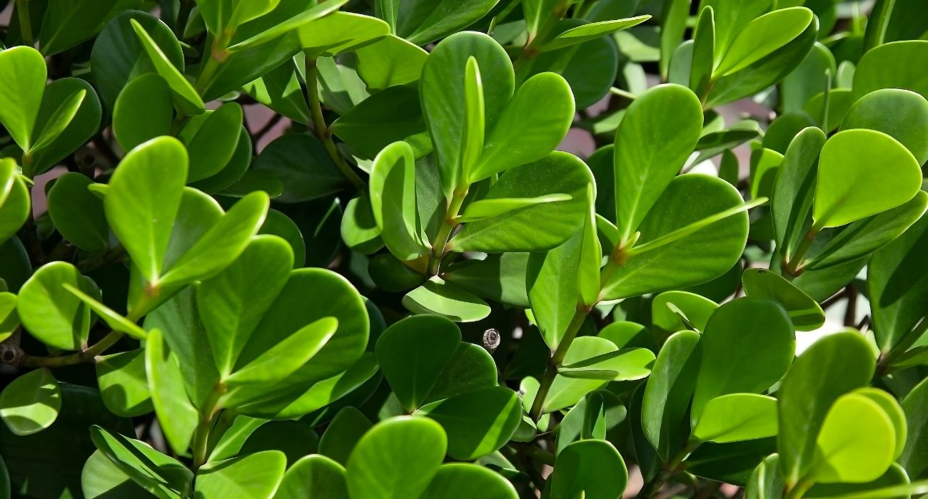 Guia completo de podas para cercas vivas