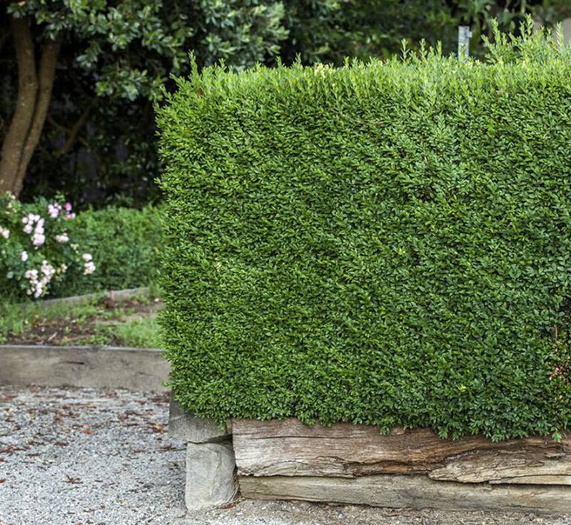 5 erros comuns ao plantar cercas vivas