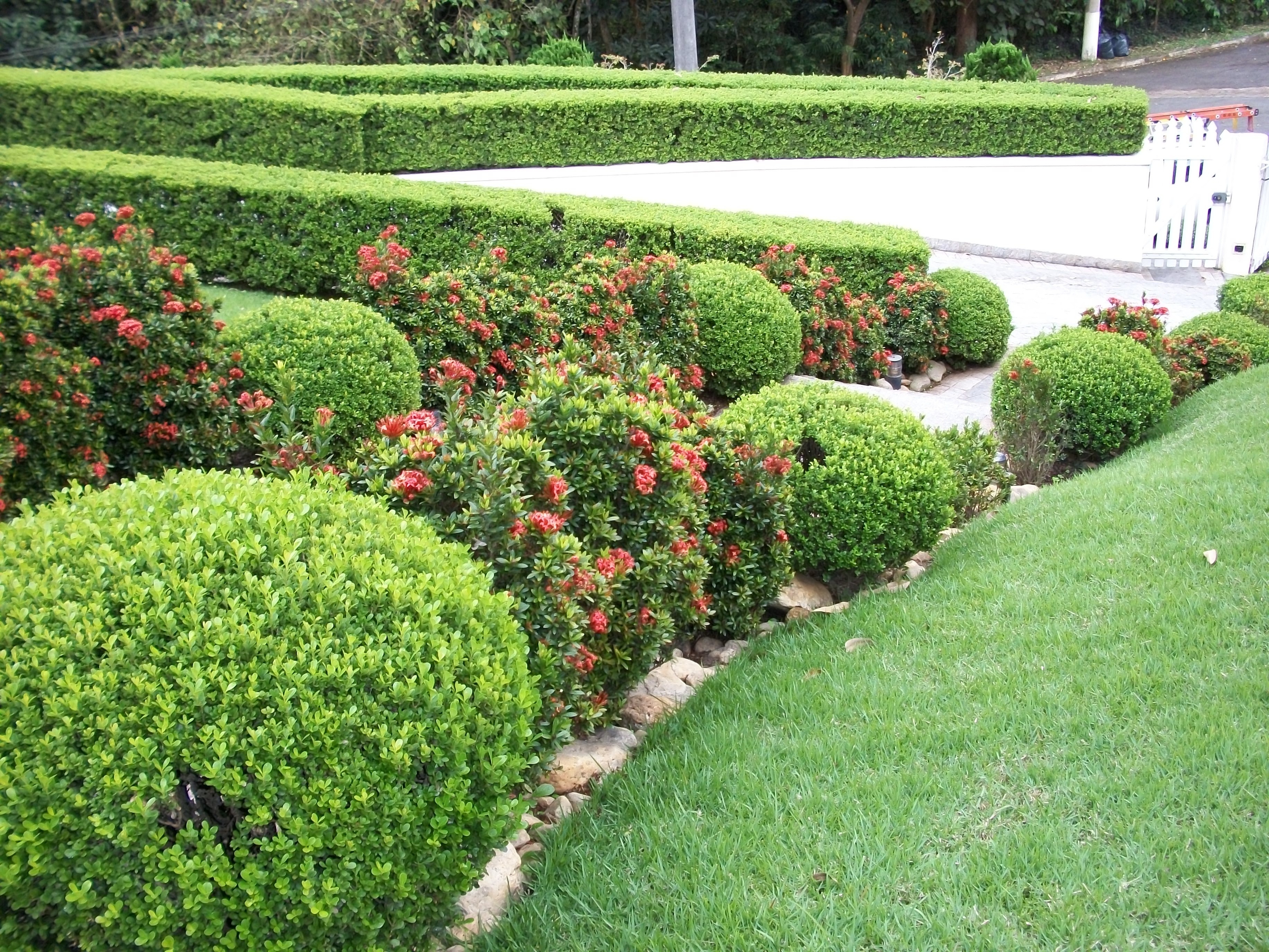 cerca viva qual a melhor planta