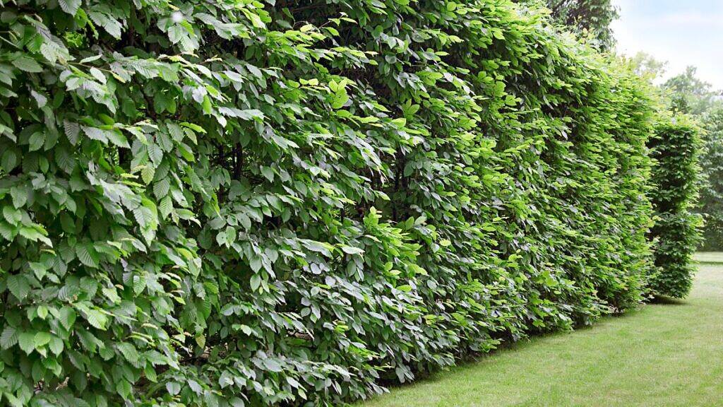 Como escolher a planta ideal para sua cerca viva