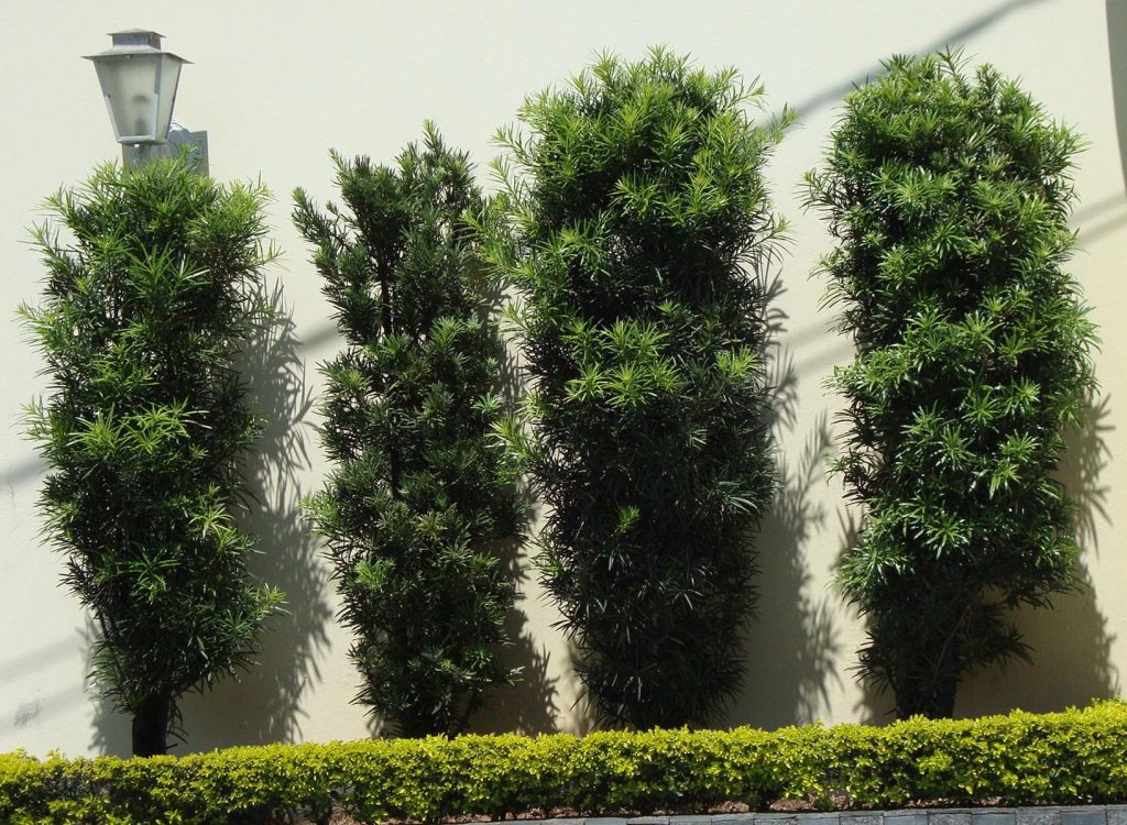 5 erros comuns ao plantar cercas vivas