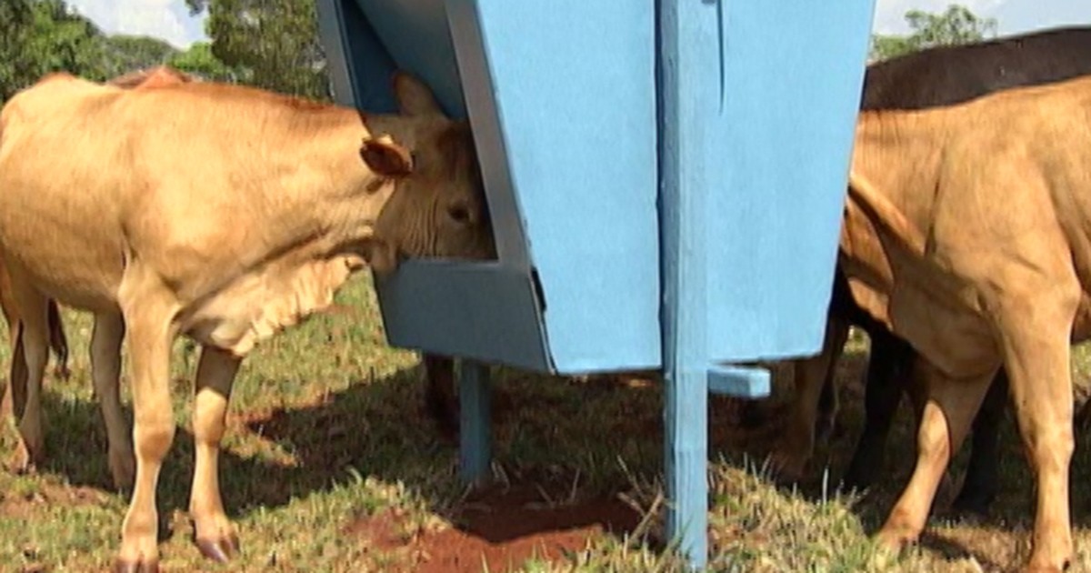 Guia Completo: Como Escolher o Melhor Sal Mineral para Seu Gado