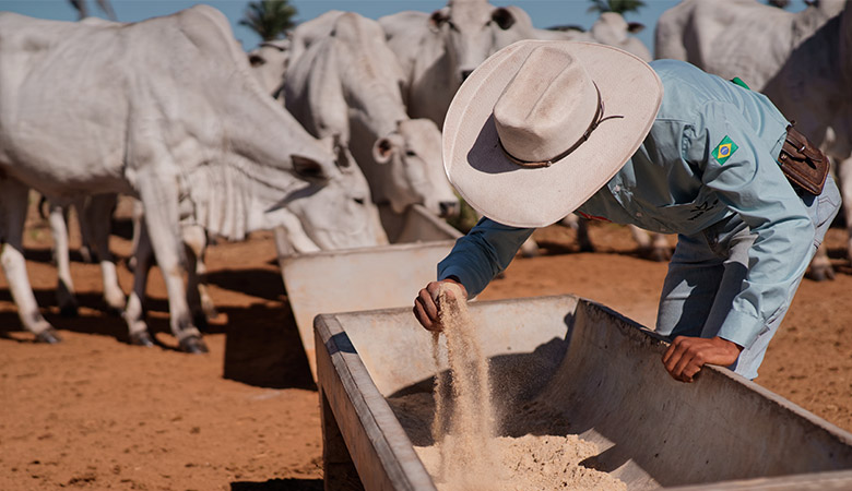 Creep Feeding: A Importância da Suplementação para Bezerros
