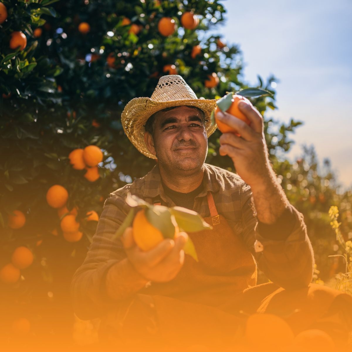 colheita de laranja no ponto certo