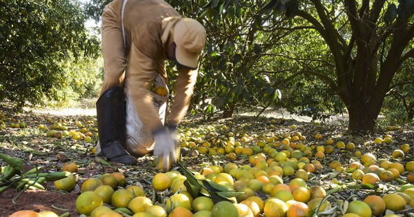 Guia Completo das Variedades de Laranja e Época de Colheita