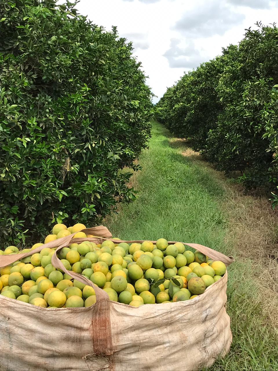 O Segredo da Laranja Pera: Produção o Ano Inteiro