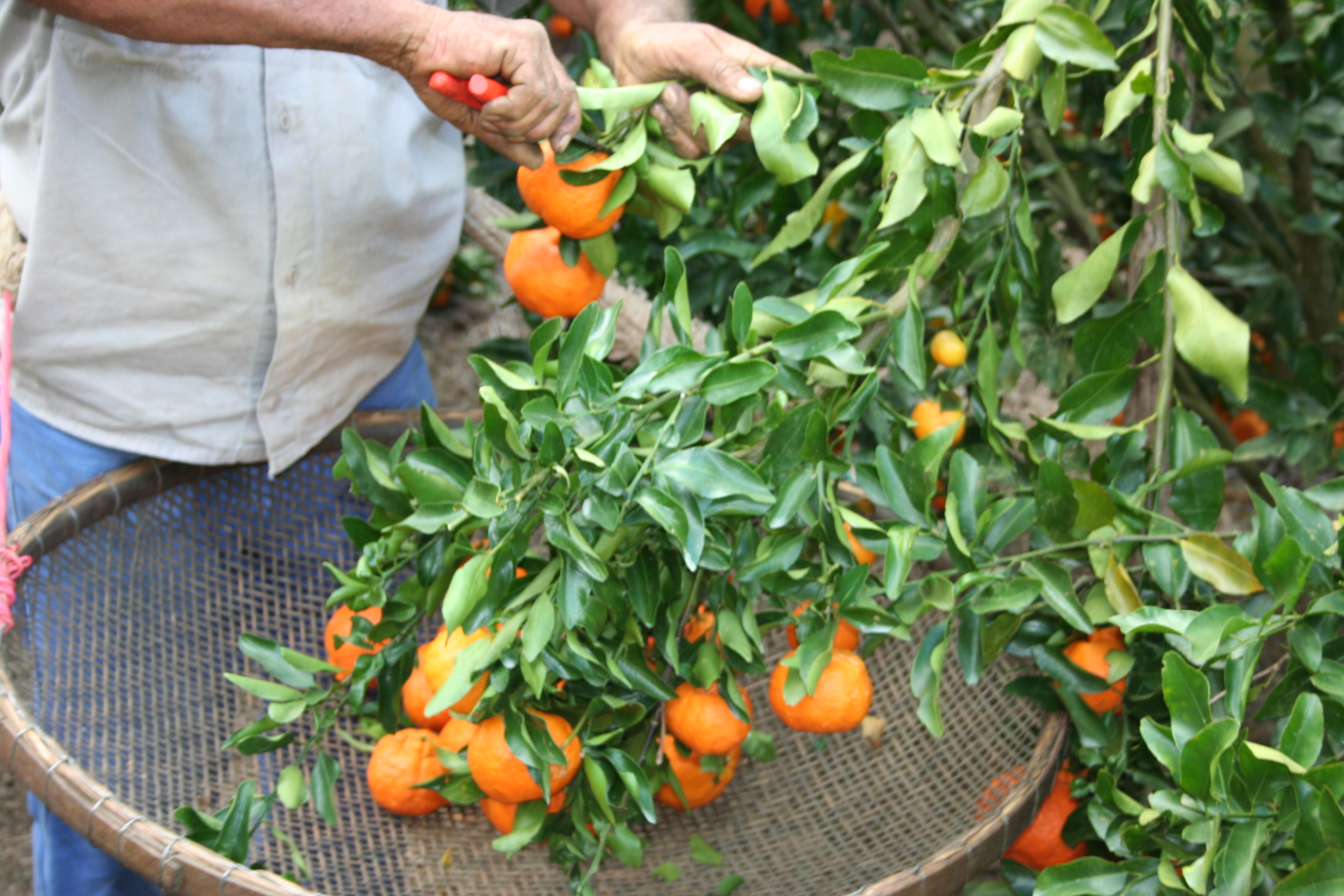 A Cor da Casca é um Indicador Confiável para Colher Laranjas?