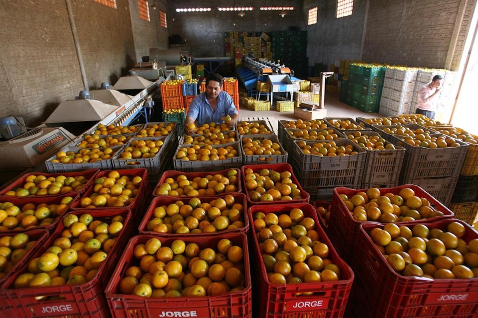 Benefícios do Consumo de Laranjas na Safra Certa
