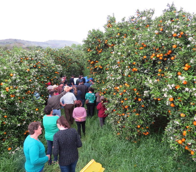 Armadilhas Comuns ao Colher Laranjas e Como Evitá-las