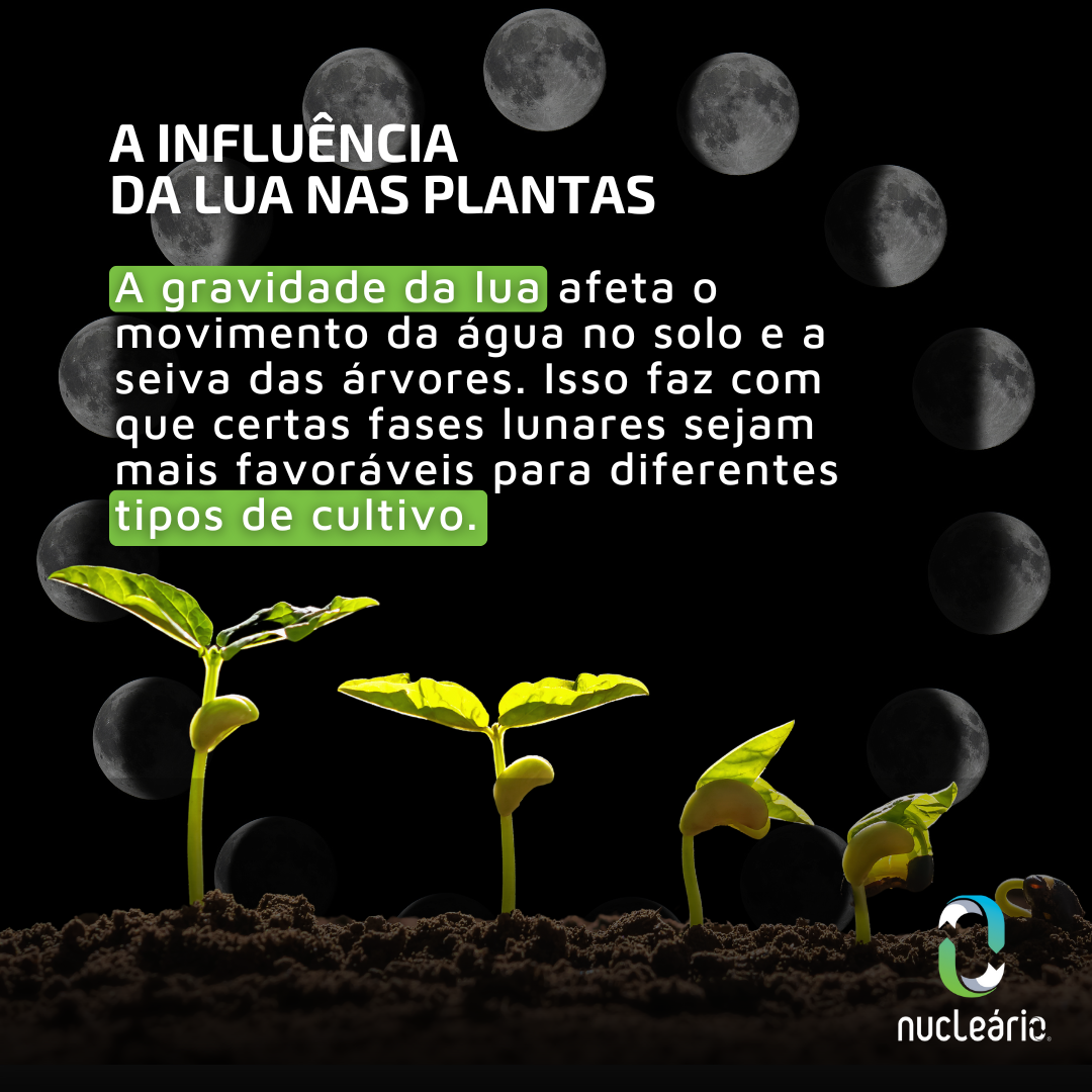 Como a Lua Nova afeta o crescimento das folhosas