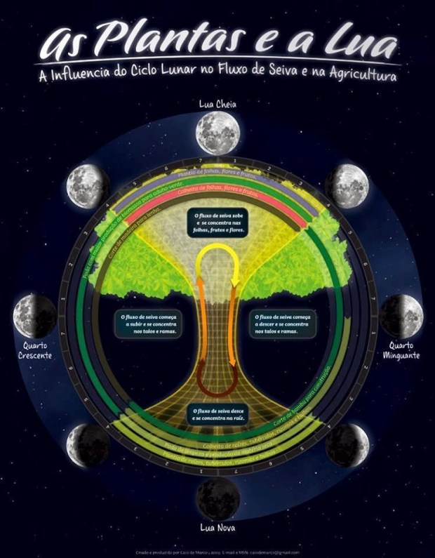 Os segredos da colheita na Lua Cheia: milho e frutas suculentas