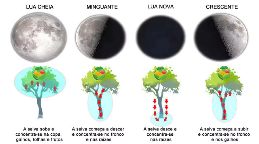 Poda e plantio de raízes: aproveitando a Lua Minguante