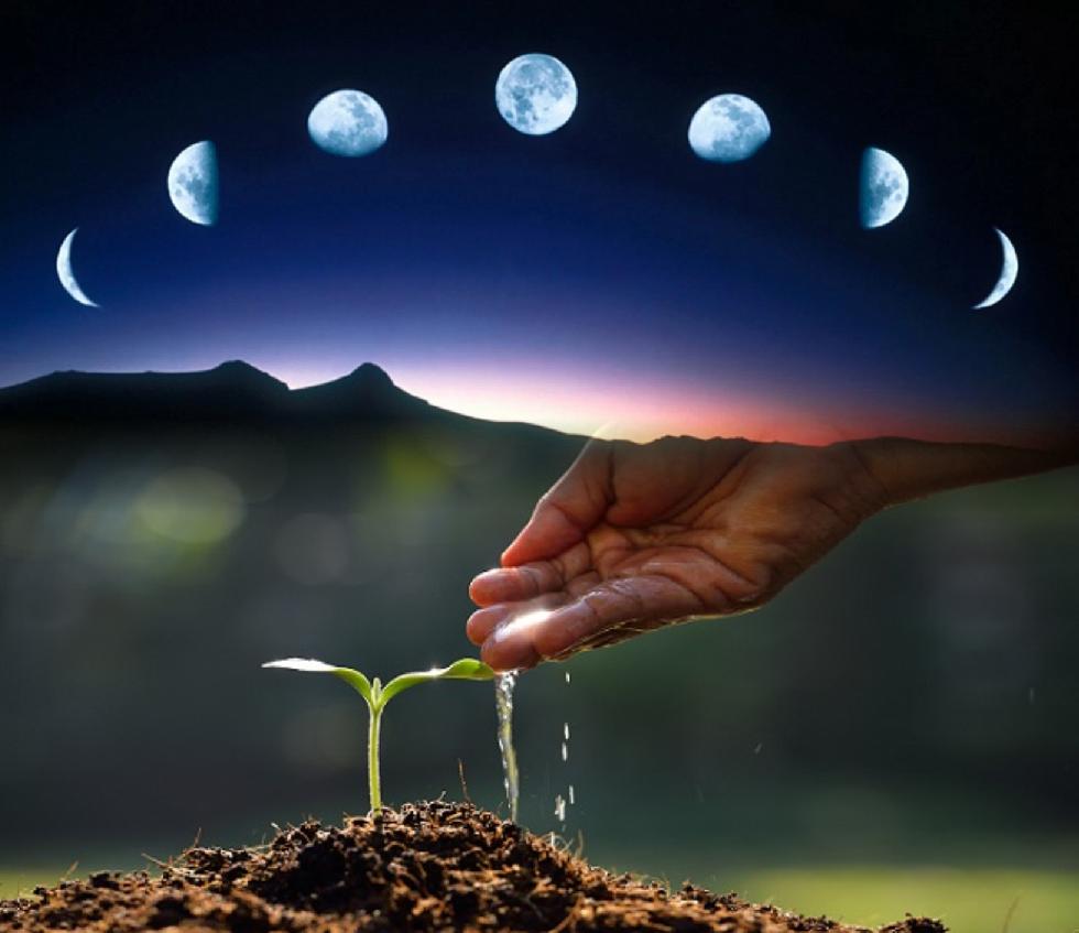 Calendário lunar de plantio: planeje sua horta mês a mês