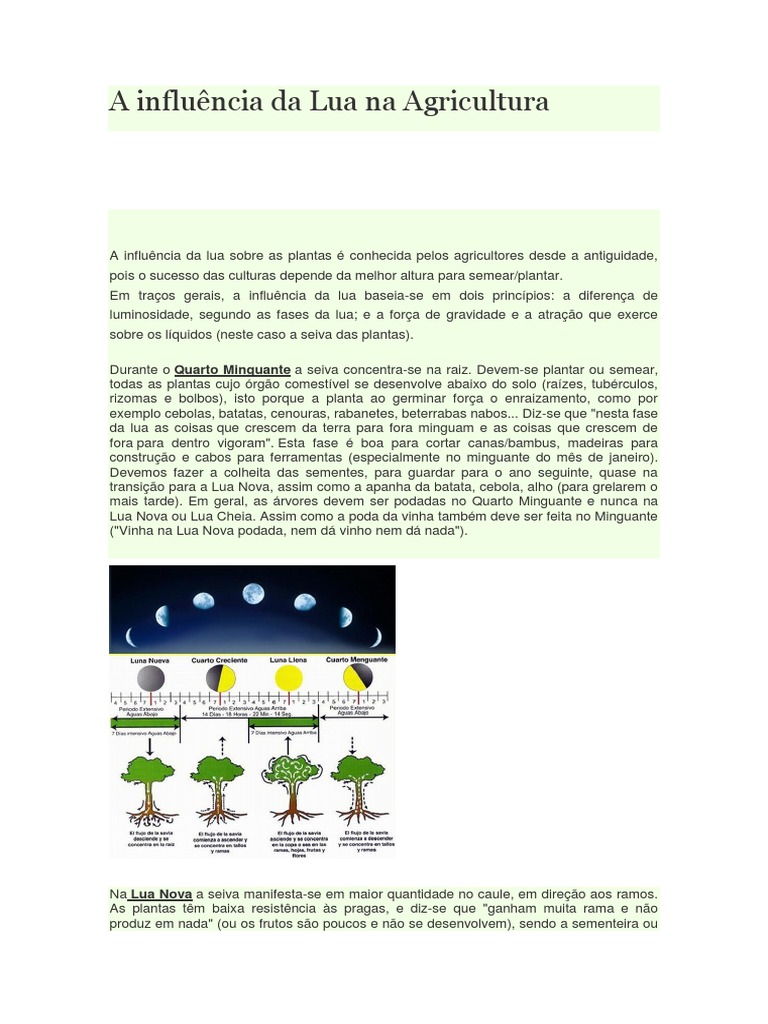 Guia completo para plantar na Lua Crescente e ter mais frutos
