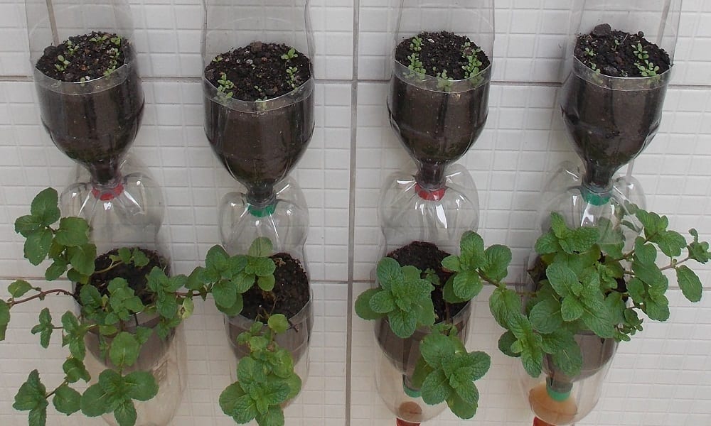 Como Combater Pragas na Horta de Forma Natural