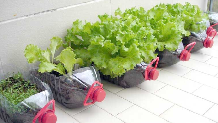 como começar uma horta em casa