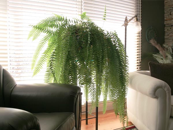 como cuidar de samambaias