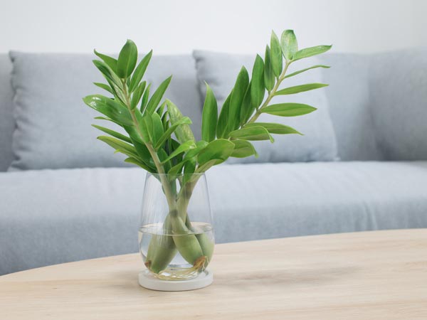 como cuidar zamioculca em sala com pouca luz