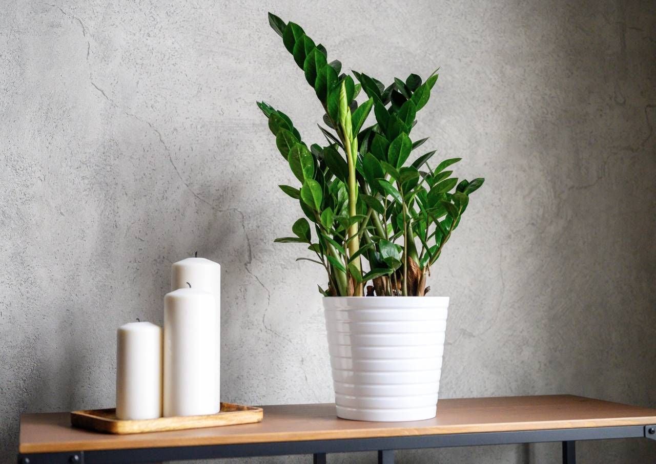 zamioculca morrendo folhas amarelas o que fazer