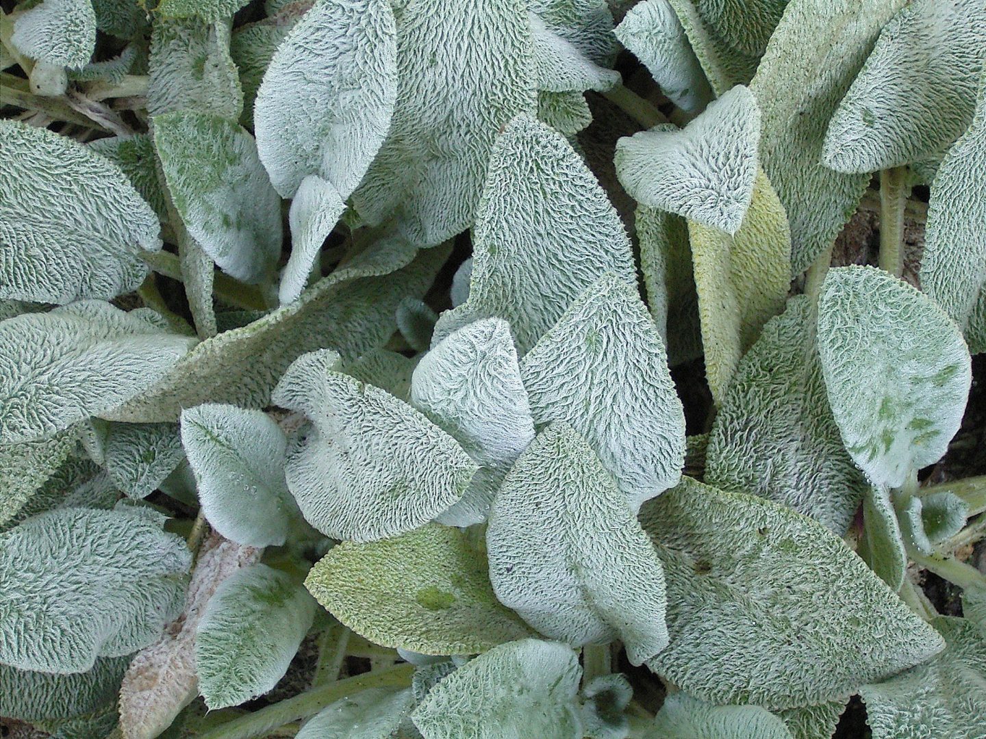 como cultivar peixinho-da-horta