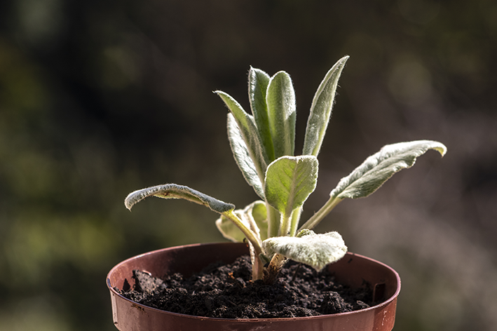 Peixinho da Horta em vasos: dicas de cultivo