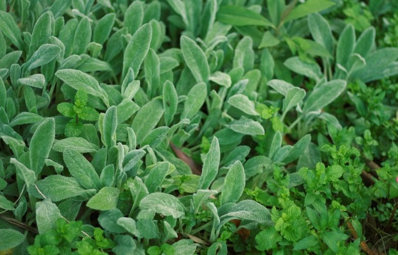 Benefícios nutricionais do Peixinho da Horta