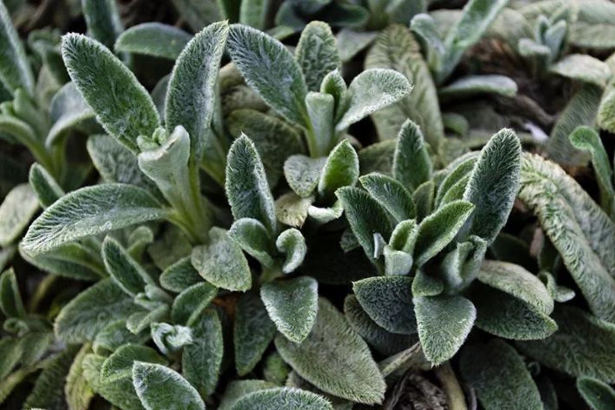 como cultivar peixinho-da-horta