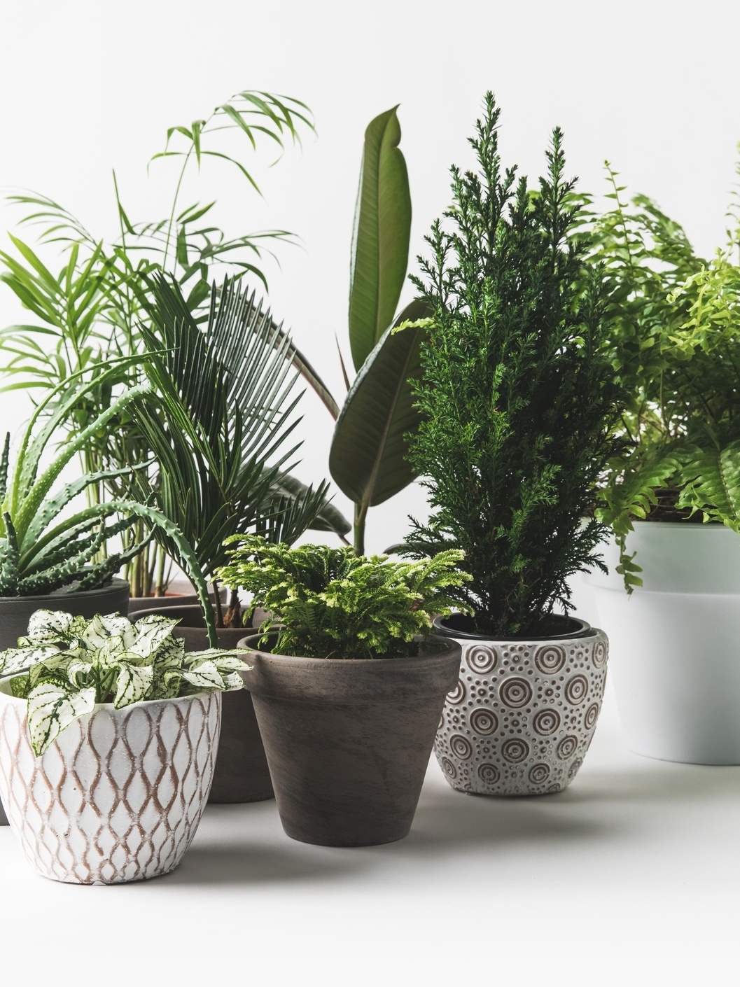 5 Materiais de Vasos para Plantas: Prós e Contras