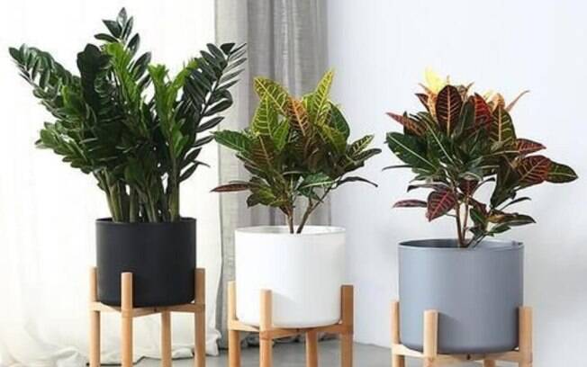 Como Calcular o Tamanho Certo do Vaso para Sua Planta