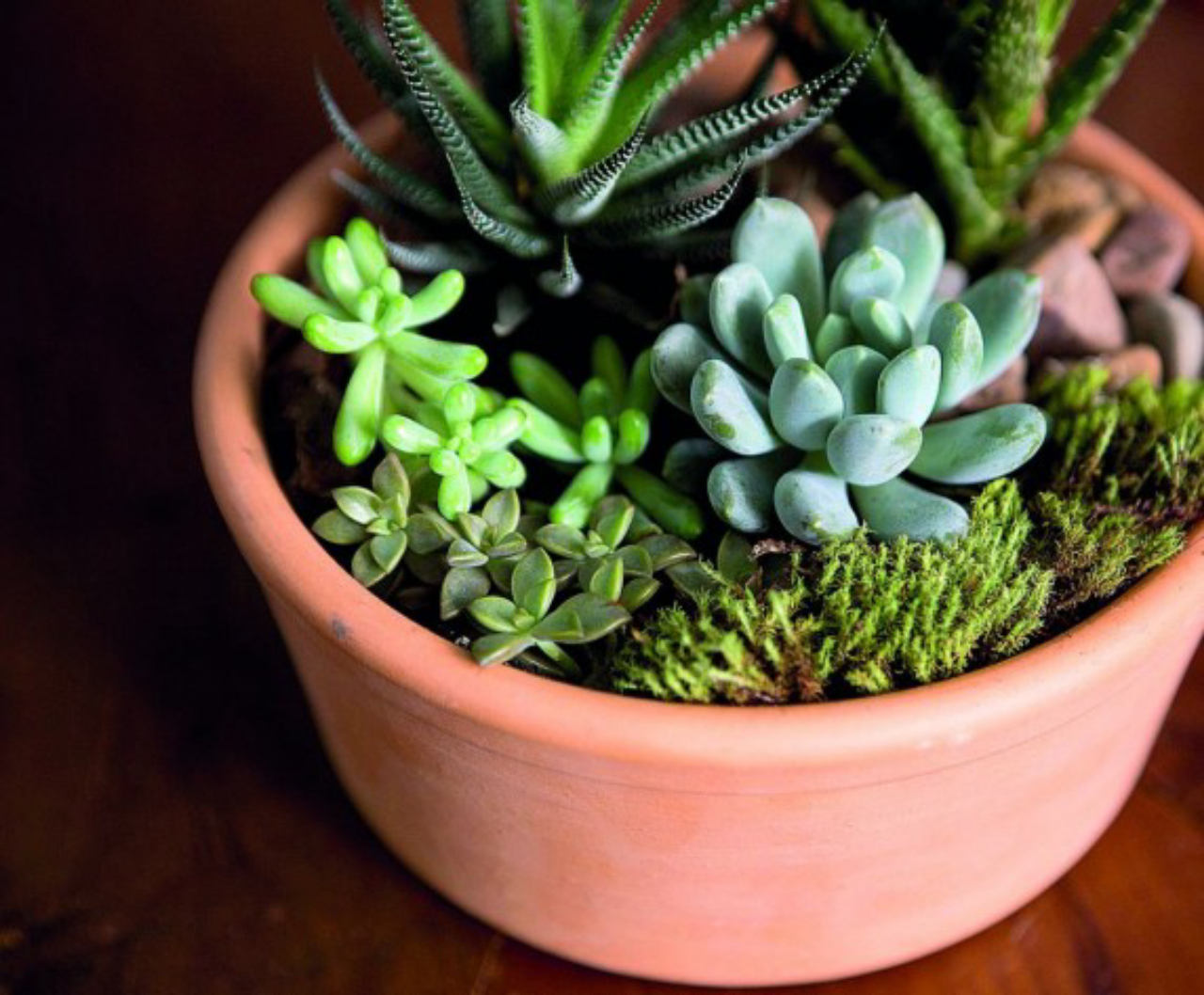 Como Calcular o Tamanho Certo do Vaso para Sua Planta