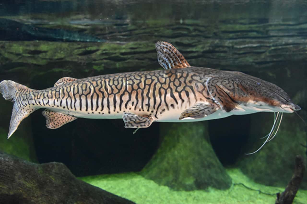 7 ideias criativas para decorar com assa peixe colorido