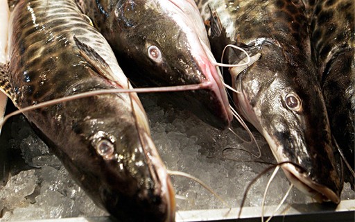 por que meu assa peixe pintado desbota rápido e como resolver