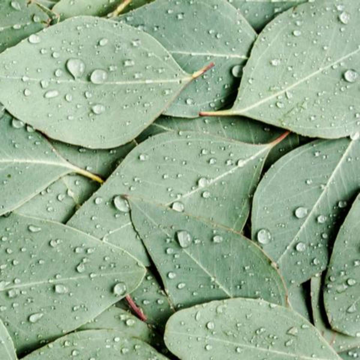 5 dicas para ter eucalipto fresco por mais tempo