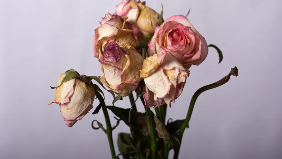 como evitar rosas murchas decoração
