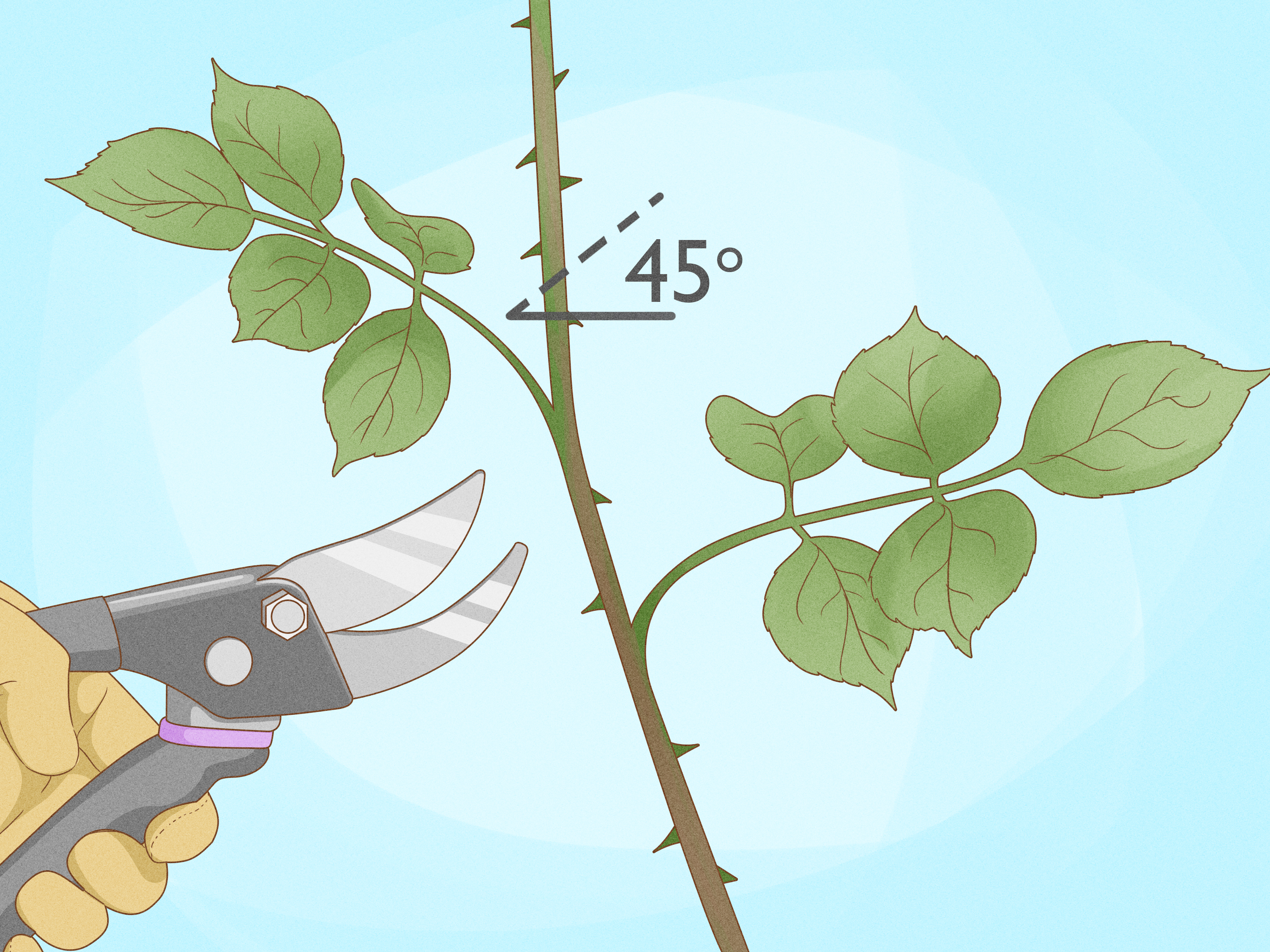 7 segredos para rosas frescas por mais tempo na sua casa