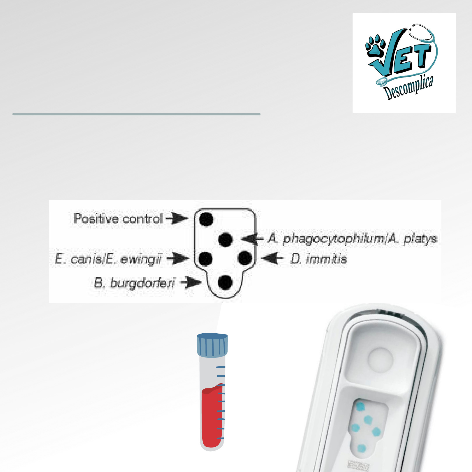 Entenda as doenças detectadas pelo teste 4Dx