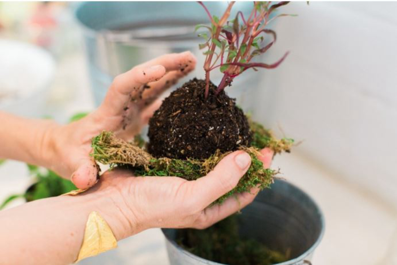 como fazer kokedama passo a passo