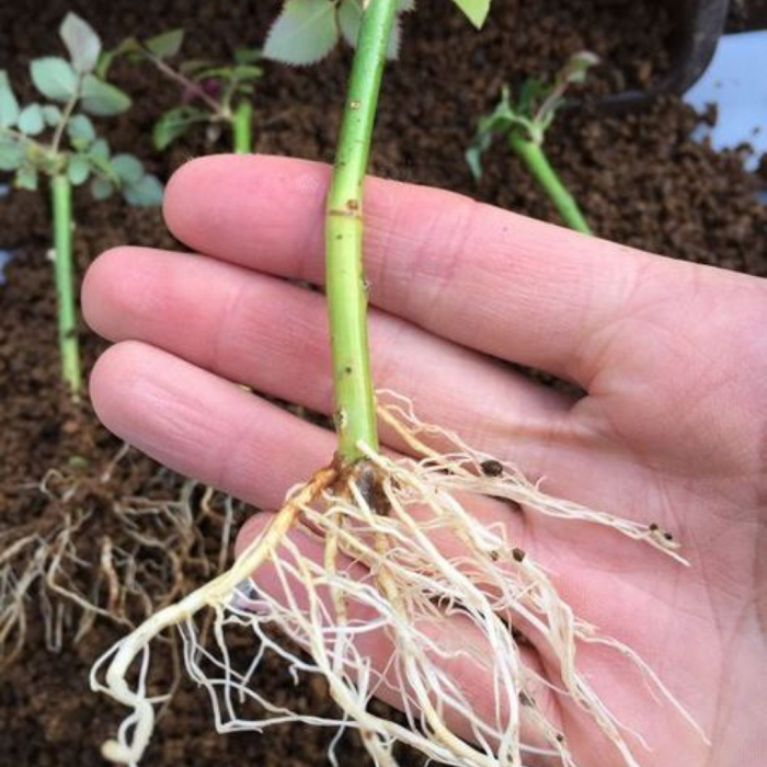 Amora em Vaso: Dicas Essenciais para o Cultivo Urbano