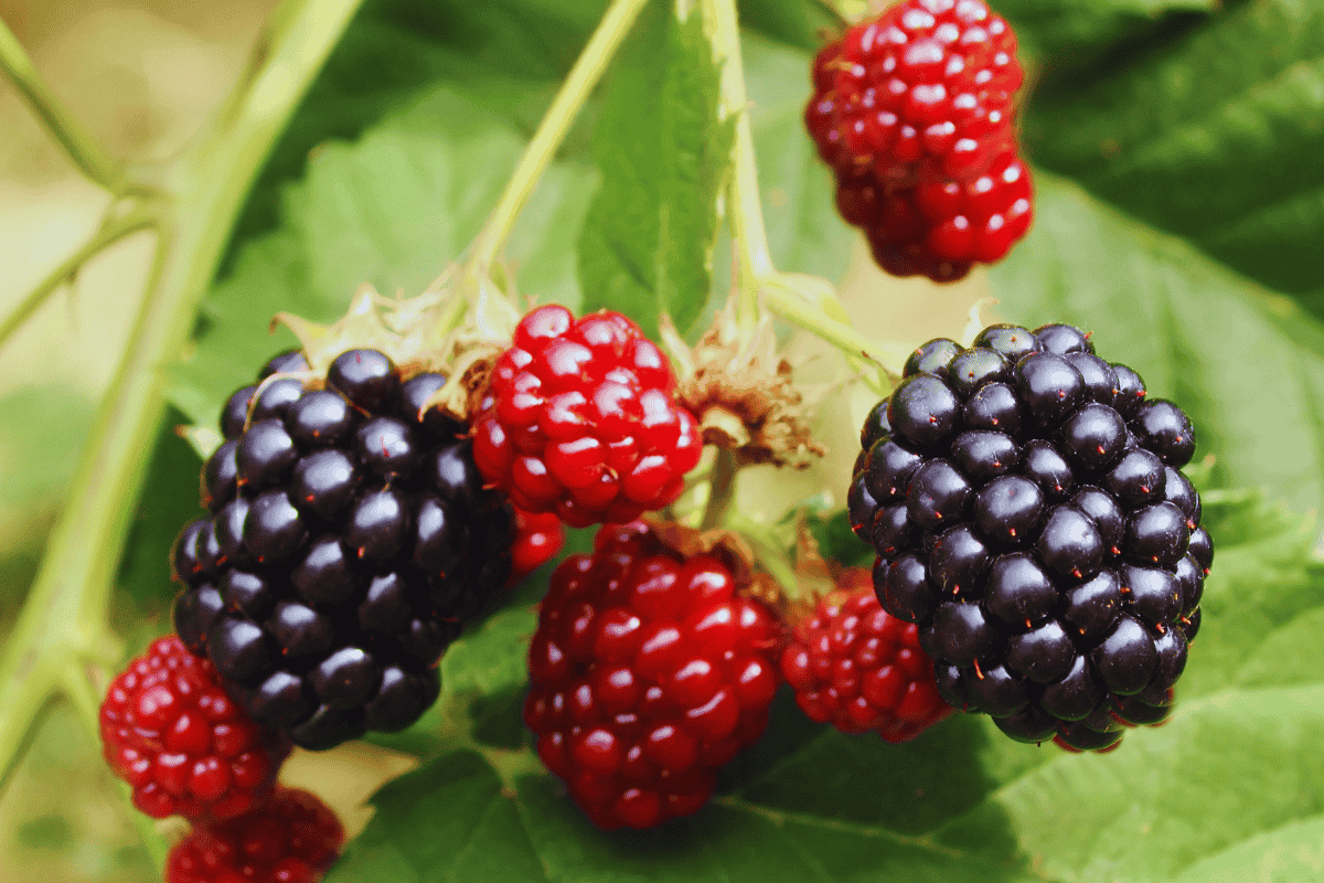 Como Proteger Suas Mudas de Amora do Sol Direto e Excesso de Água