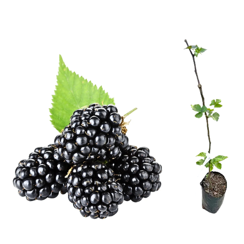 como fazer mudas de amora por estaquia