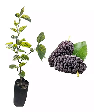 Amora em Vaso: Dicas Essenciais para o Cultivo Urbano