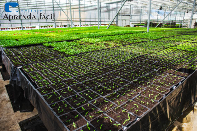 como fazer um viveiro de mudas
