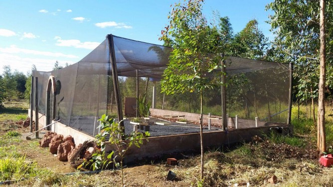 Como escolher o melhor substrato para mudas