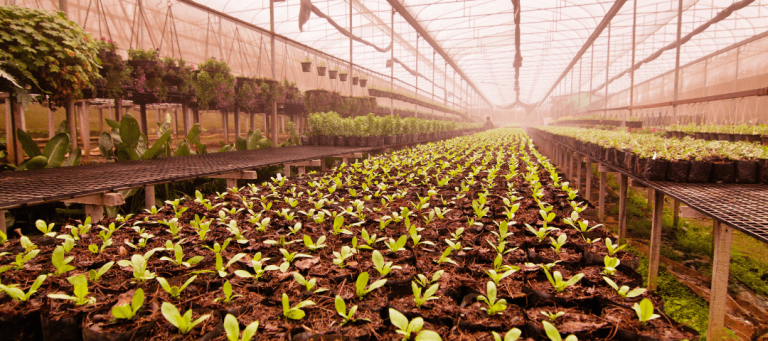 Guia completo de irrigação para viveiros