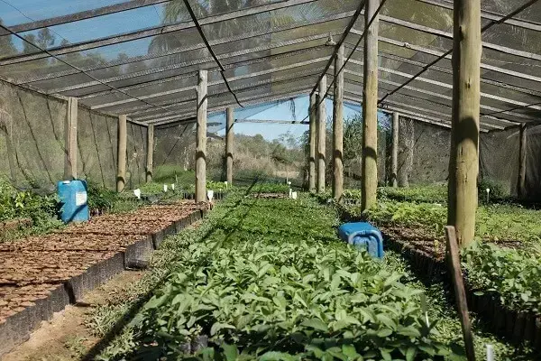 Técnicas de rustificação para mudas mais resistentes